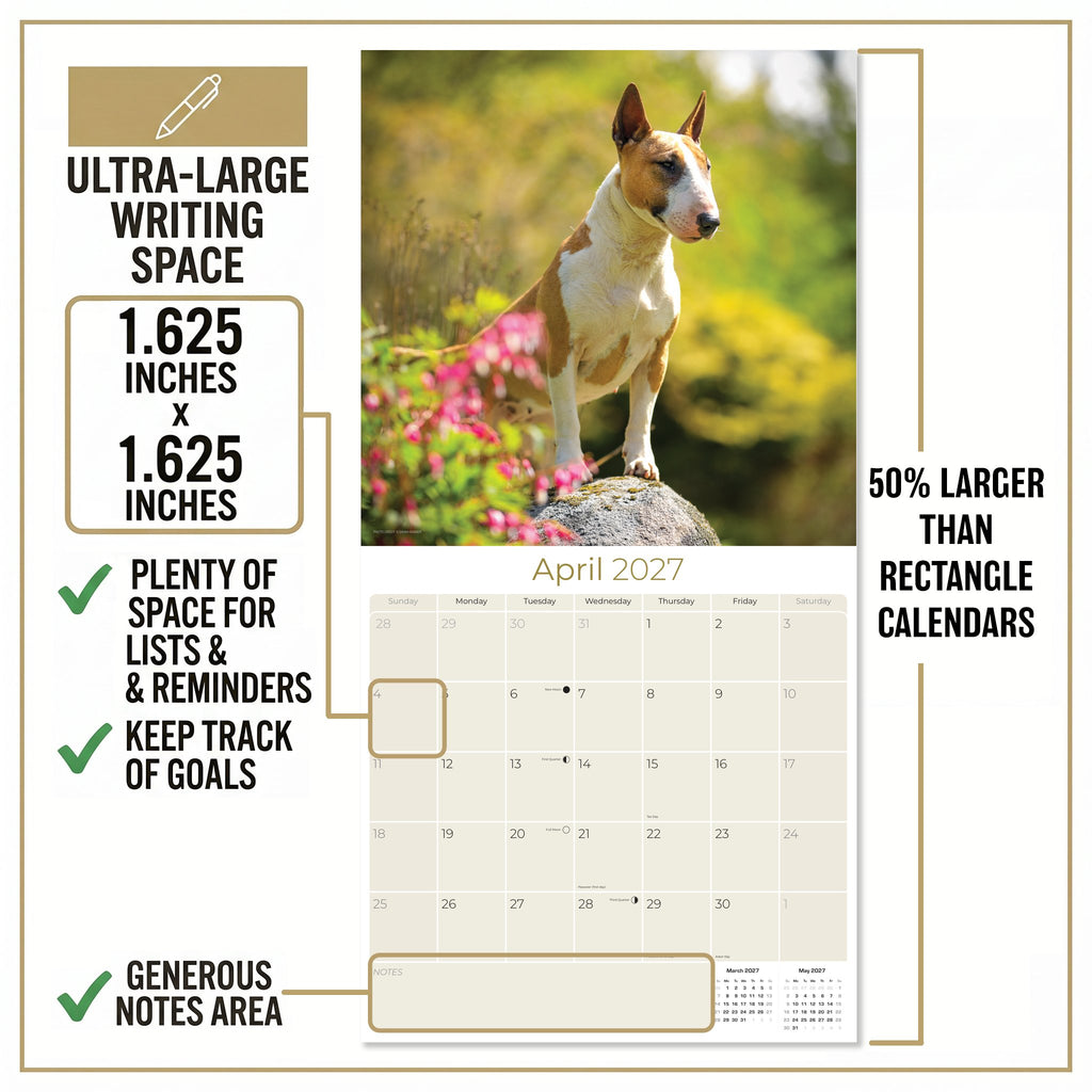 Bull Terrier Wall Calendar 2027 - 12" x 12" Monthly Jaunty Comedic Egg-Head Terrier Calendar