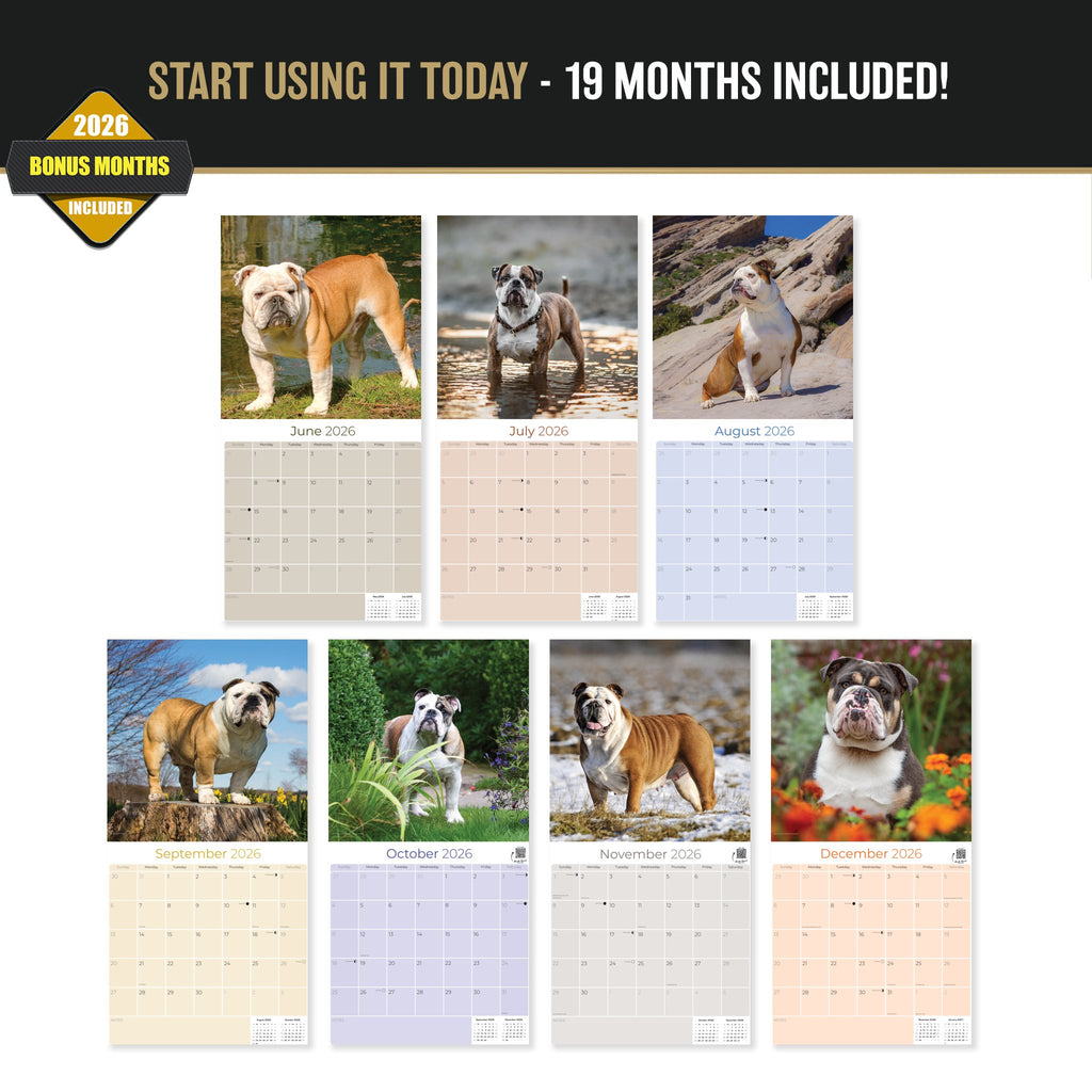 Bulldog Wall Calendar 2027 - 12" x 12" Monthly Courageous Calm English Bulldog Calendar