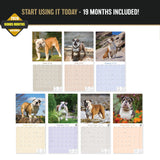 Bulldog Wall Calendar 2027 - 12" x 12" Monthly Courageous Calm English Bulldog Calendar