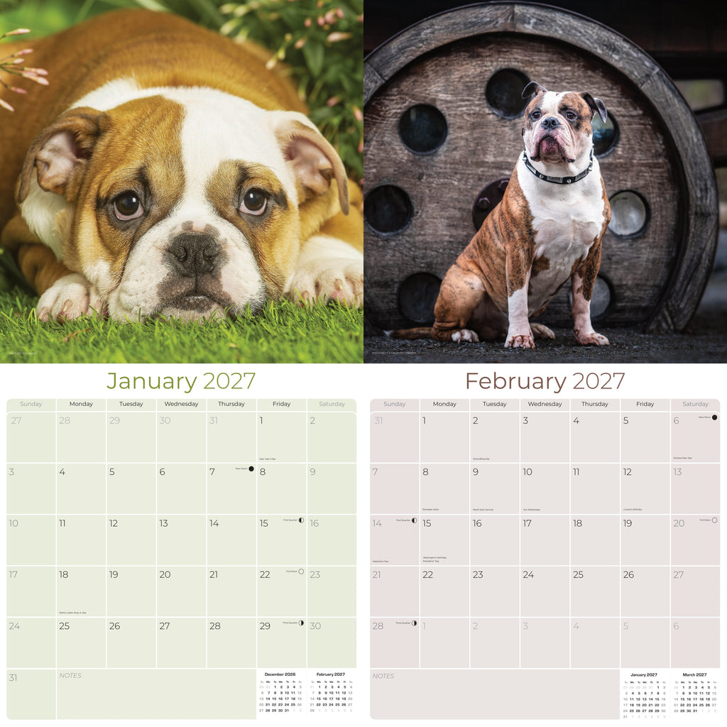 Bulldog Wall Calendar 2027 - 12" x 12" Monthly Courageous Calm English Bulldog Calendar