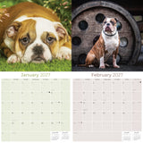 Bulldog Wall Calendar 2027 - 12" x 12" Monthly Courageous Calm English Bulldog Calendar
