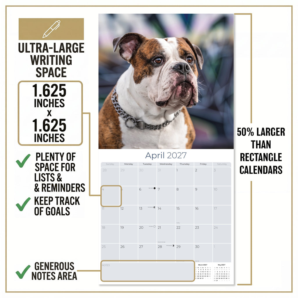 Bulldog Wall Calendar 2027 - 12" x 12" Monthly Courageous Calm English Bulldog Calendar
