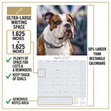 Bulldog Wall Calendar 2027 - 12" x 12" Monthly Courageous Calm English Bulldog Calendar