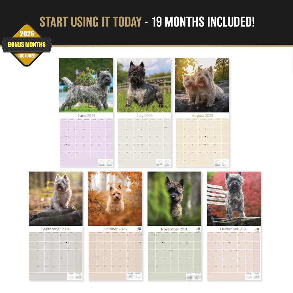 Cairn Terrier Wall Calendar 2027 - 12" x 12" Monthly Hardy Alert Scottish Terrier Breed Calendar