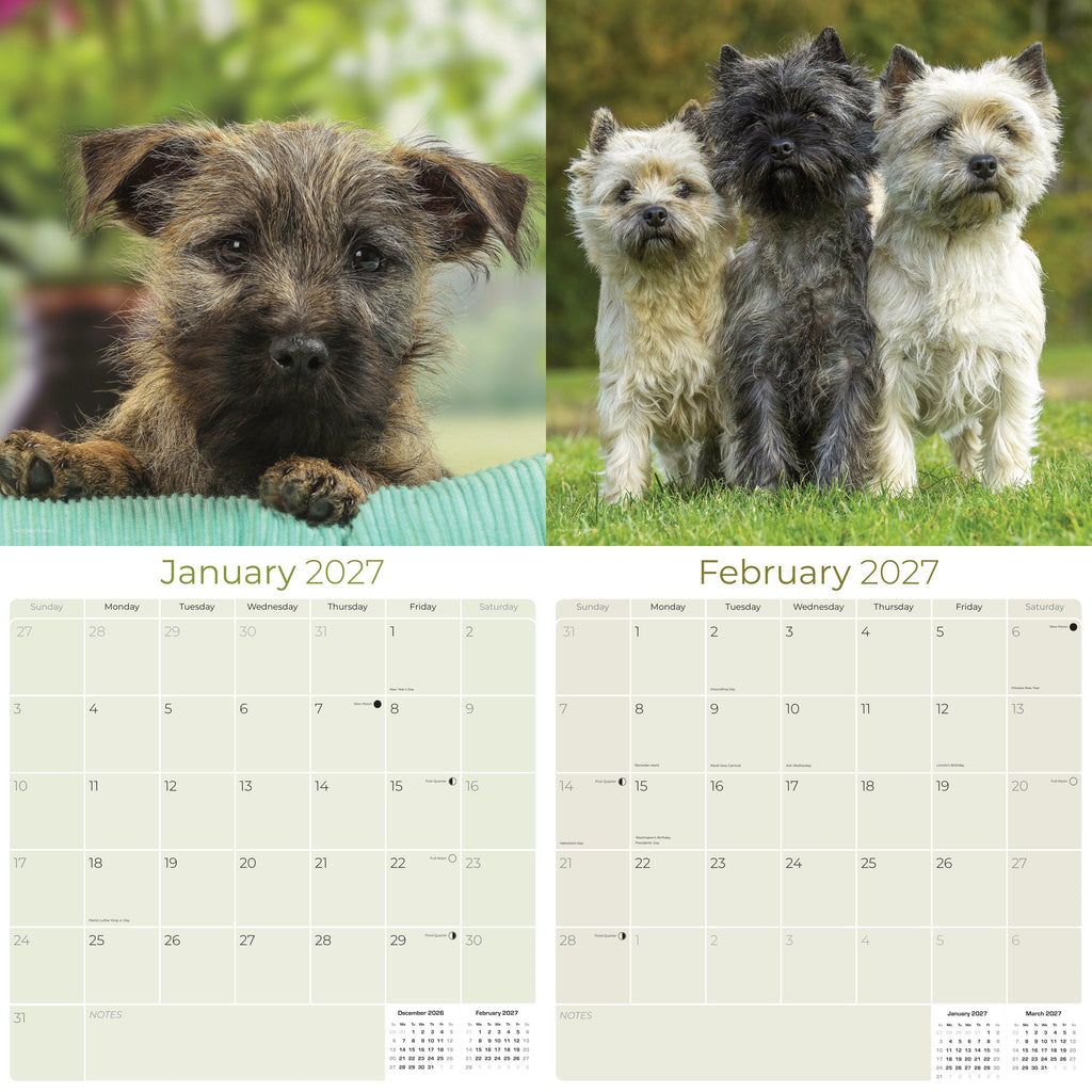 Cairn Terrier Wall Calendar 2027 - 12" x 12" Monthly Hardy Alert Scottish Terrier Breed Calendar