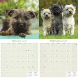 Cairn Terrier Wall Calendar 2027 - 12" x 12" Monthly Hardy Alert Scottish Terrier Breed Calendar
