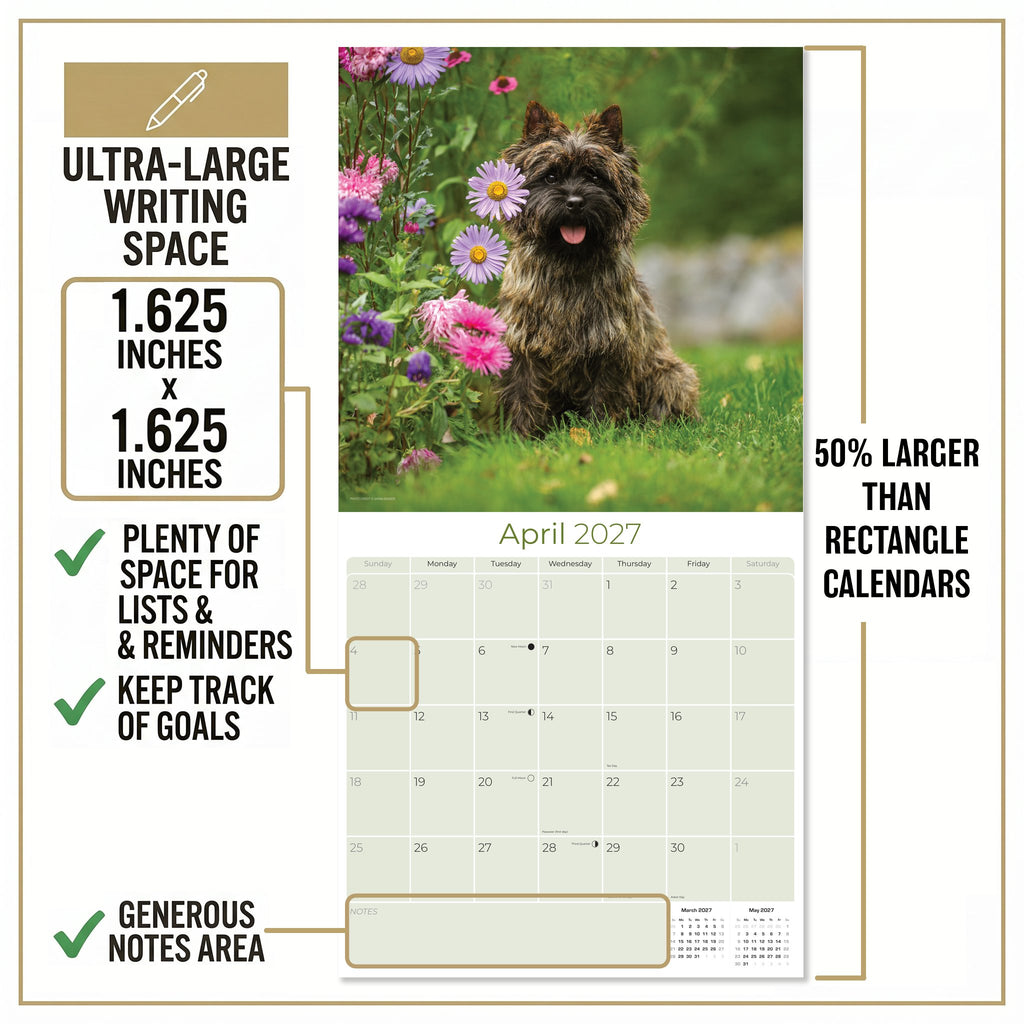 Cairn Terrier Wall Calendar 2027 - 12" x 12" Monthly Hardy Alert Scottish Terrier Breed Calendar