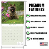 Cairn Terrier Wall Calendar 2027 - 12" x 12" Monthly Hardy Alert Scottish Terrier Breed Calendar