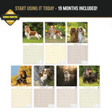 Cavalier King Charles Spaniel Wall Calendar 2027 - 12" x 12" Monthly Gentle Royal Toy Spaniel Breed Calendar