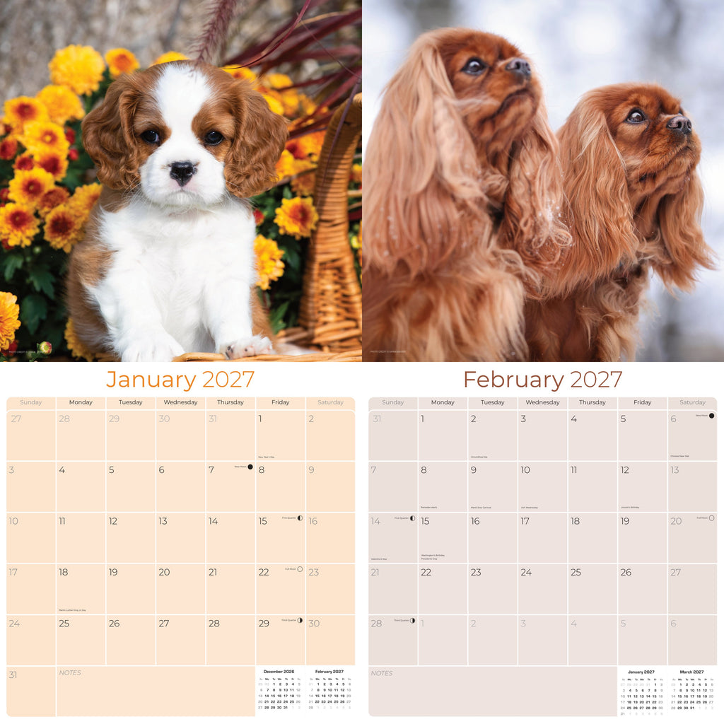 Cavalier King Charles Spaniel Wall Calendar 2027 - 12" x 12" Monthly Gentle Royal Toy Spaniel Breed Calendar