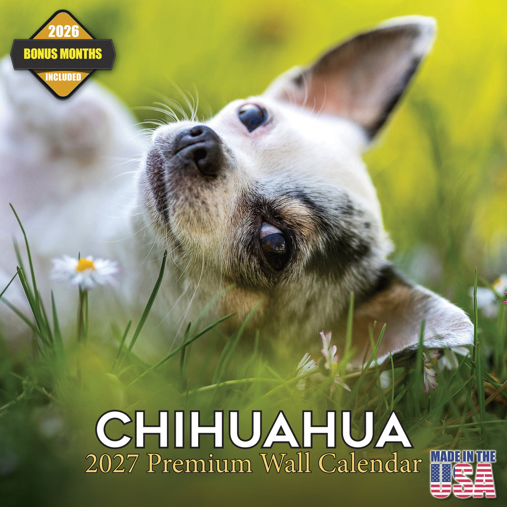 Chihuahua Wall Calendar 2027 - 12" x 12" Monthly Sassy Tiny Toy Dog Breed Calendar