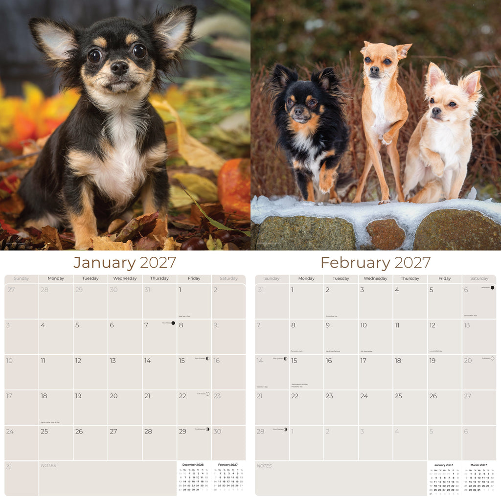 Chihuahua Wall Calendar 2027 - 12" x 12" Monthly Sassy Tiny Toy Dog Breed Calendar