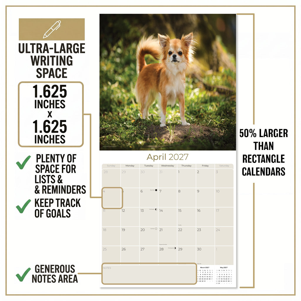 Chihuahua Wall Calendar 2027 - 12" x 12" Monthly Sassy Tiny Toy Dog Breed Calendar