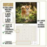 Chihuahua Wall Calendar 2027 - 12" x 12" Monthly Sassy Tiny Toy Dog Breed Calendar