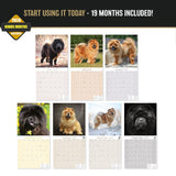 Chow Chow Wall Calendar 2027 - 12" x 12" Monthly Dignified & Proud Chow Chow Dog Breed Calendar