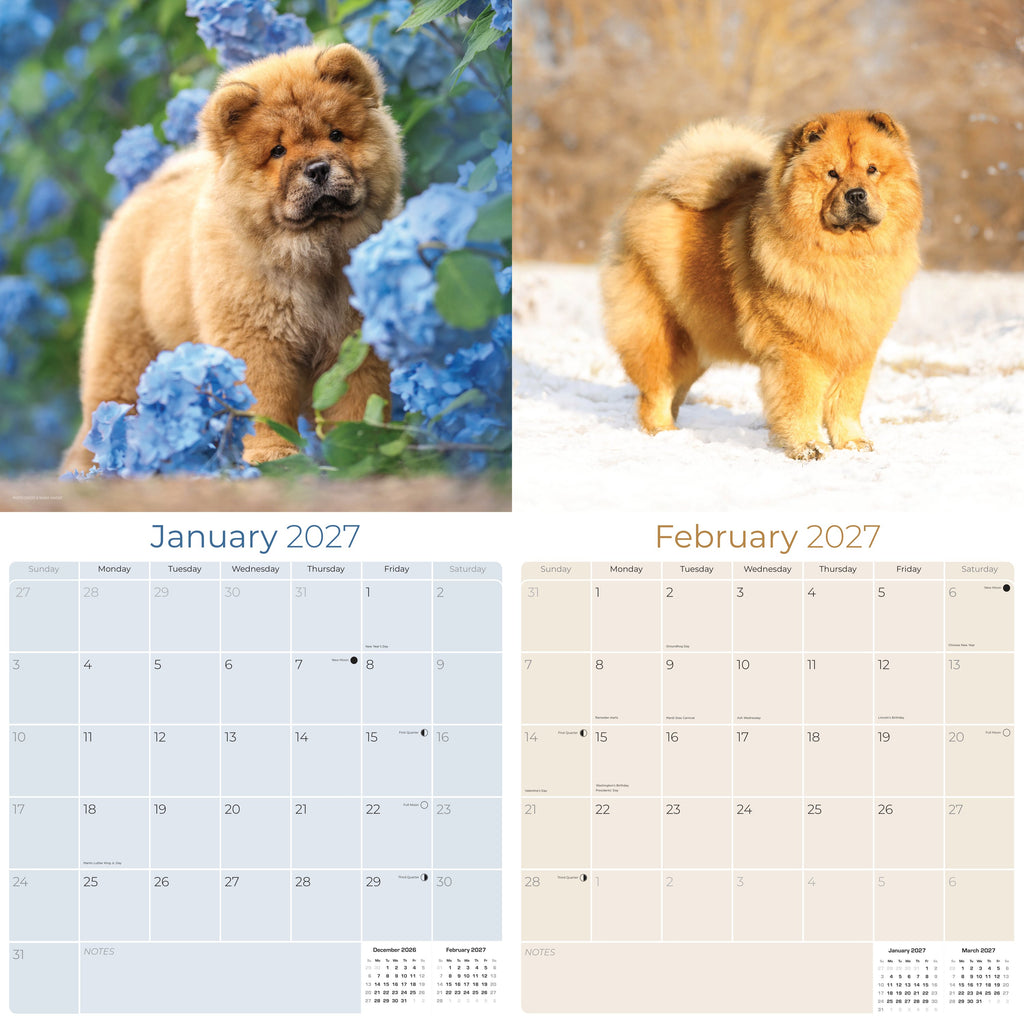 Chow Chow Wall Calendar 2027 - 12" x 12" Monthly Dignified & Proud Chow Chow Dog Breed Calendar