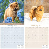 Chow Chow Wall Calendar 2027 - 12" x 12" Monthly Dignified & Proud Chow Chow Dog Breed Calendar