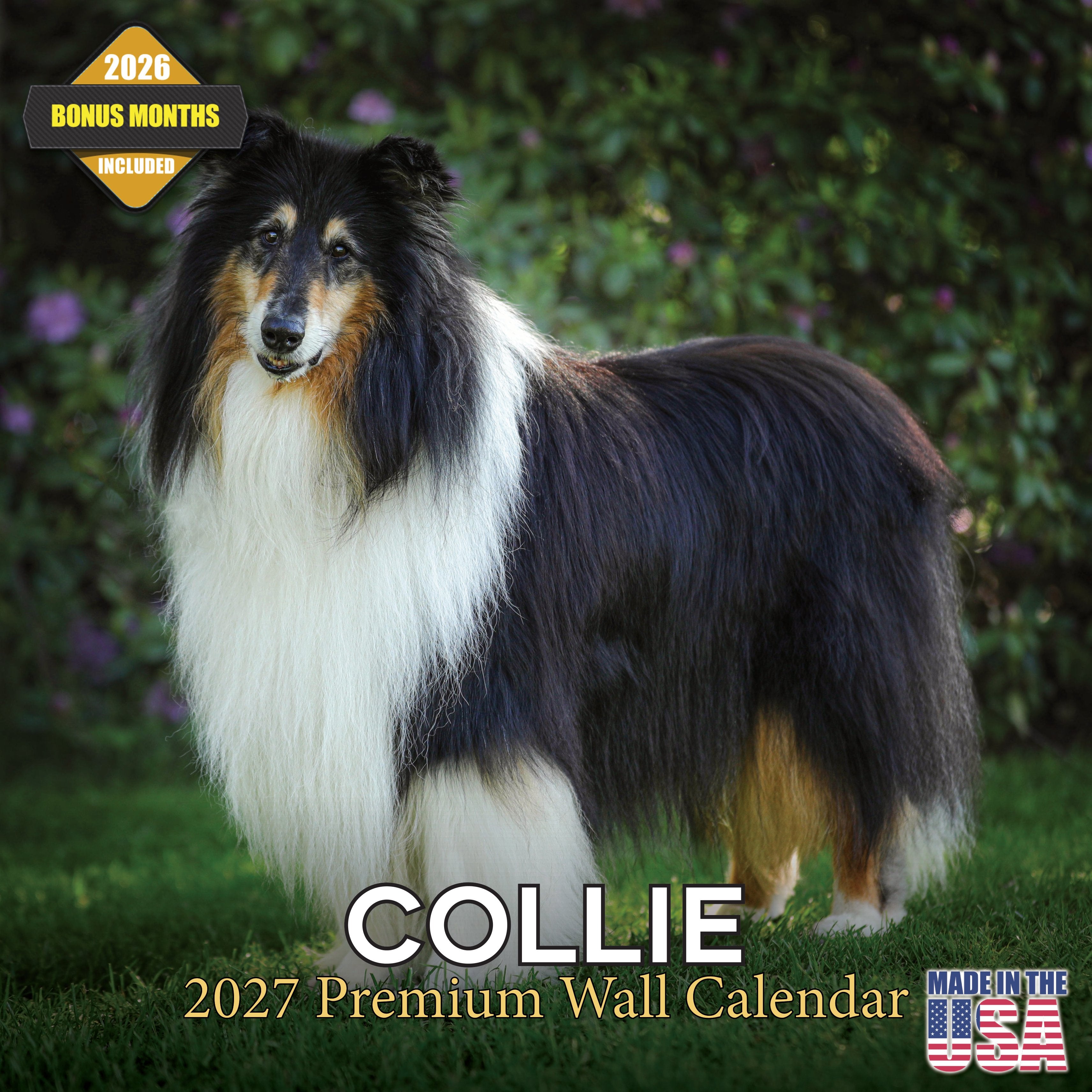 Collie Wall Calendar 2027 - 12