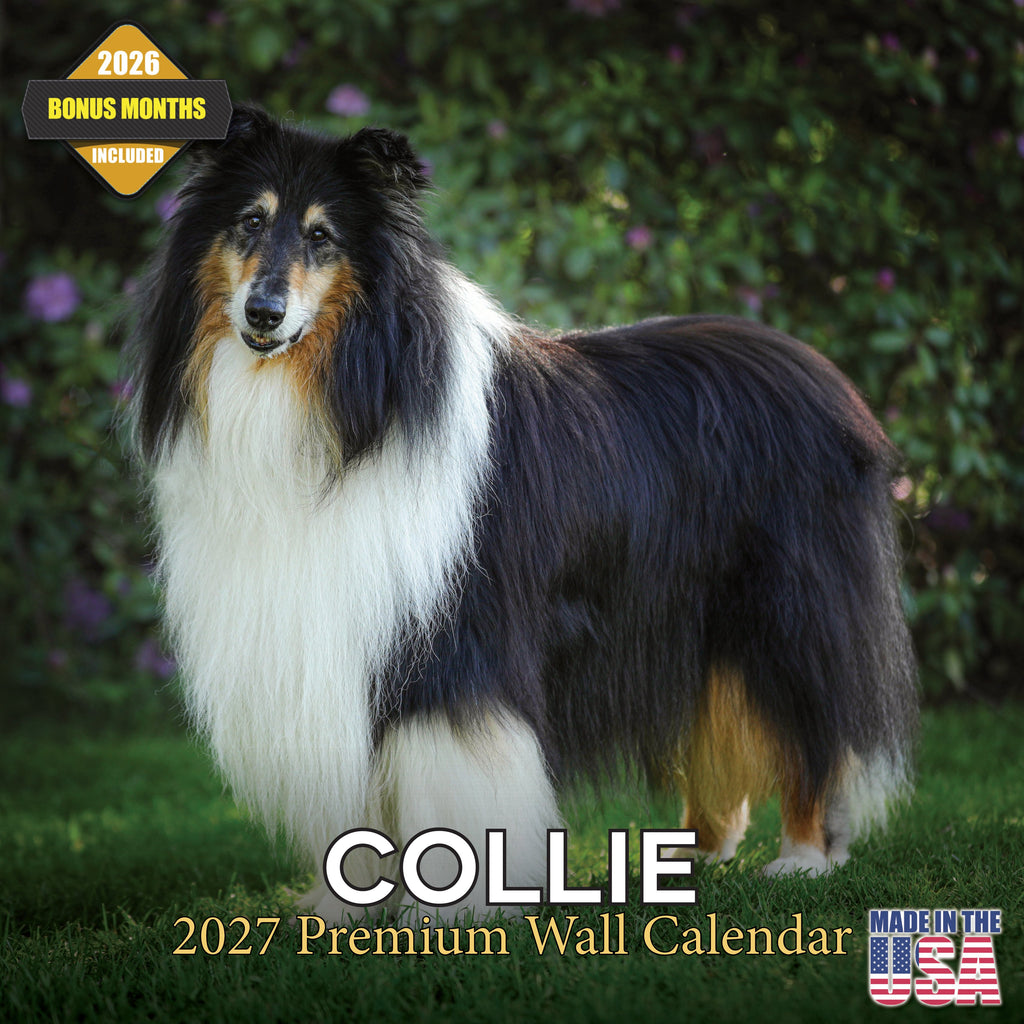 Collie Wall Calendar 2027 - 12" x 12" Monthly Noble & Majestic Rough Collie Herding Calendar
