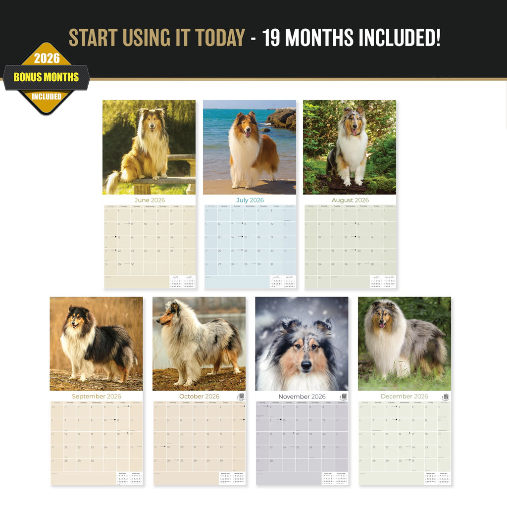 Collie Wall Calendar 2027 - 12" x 12" Monthly Noble & Majestic Rough Collie Herding Calendar