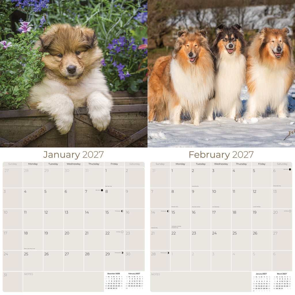 Collie Wall Calendar 2027 - 12" x 12" Monthly Noble & Majestic Rough Collie Herding Calendar