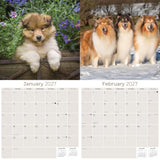 Collie Wall Calendar 2027 - 12" x 12" Monthly Noble & Majestic Rough Collie Herding Calendar