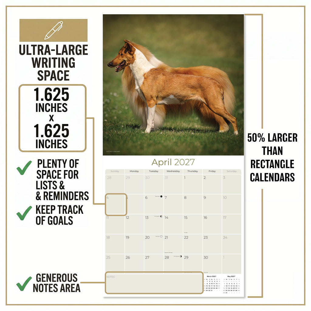 Collie Wall Calendar 2027 - 12" x 12" Monthly Noble & Majestic Rough Collie Herding Calendar