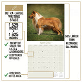 Collie Wall Calendar 2027 - 12" x 12" Monthly Noble & Majestic Rough Collie Herding Calendar