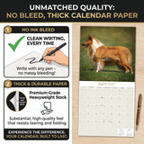 Collie Wall Calendar 2027 - 12" x 12" Monthly Noble & Majestic Rough Collie Herding Calendar
