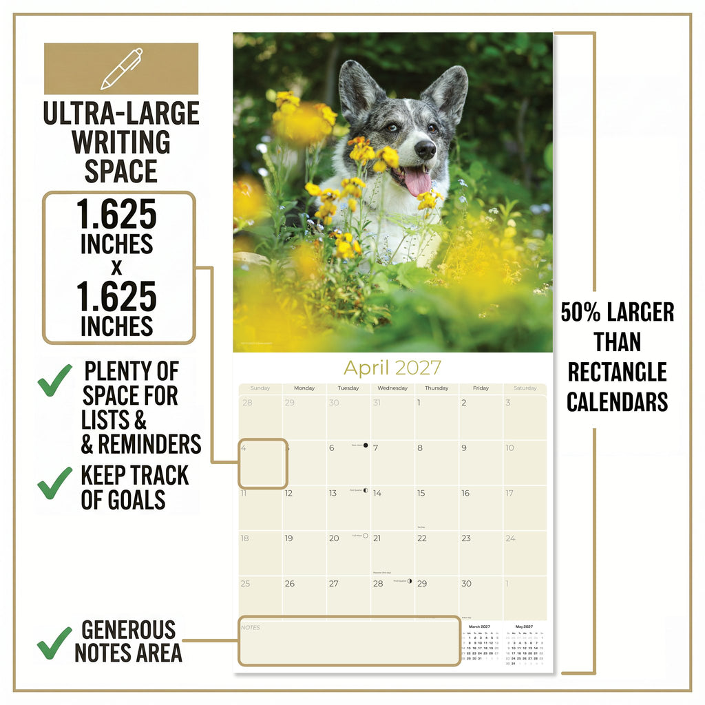 Corgi Wall Calendar 2027 - 12" x 12" Monthly Playful Pembroke & Cardigan Welsh Corgi Herding Calendar
