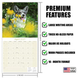 Corgi Wall Calendar 2027 - 12" x 12" Monthly Playful Pembroke & Cardigan Welsh Corgi Herding Calendar