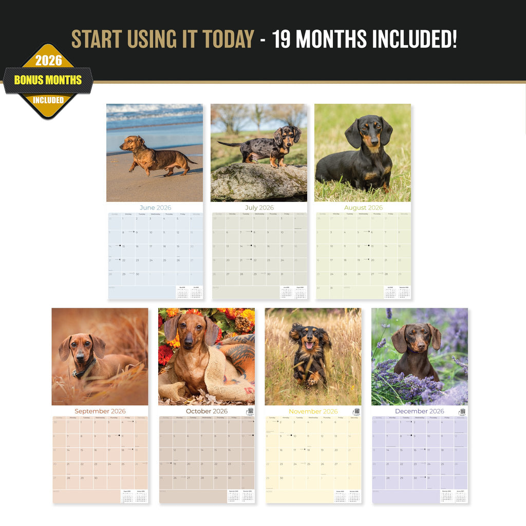 Dachshund Wall Calendar 2027 - 12" x 12" Monthly Clever Smooth & Long Badger Hound Dog Breed Calendar