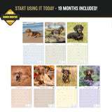 Dachshund Wall Calendar 2027 - 12" x 12" Monthly Clever Smooth & Long Badger Hound Dog Breed Calendar