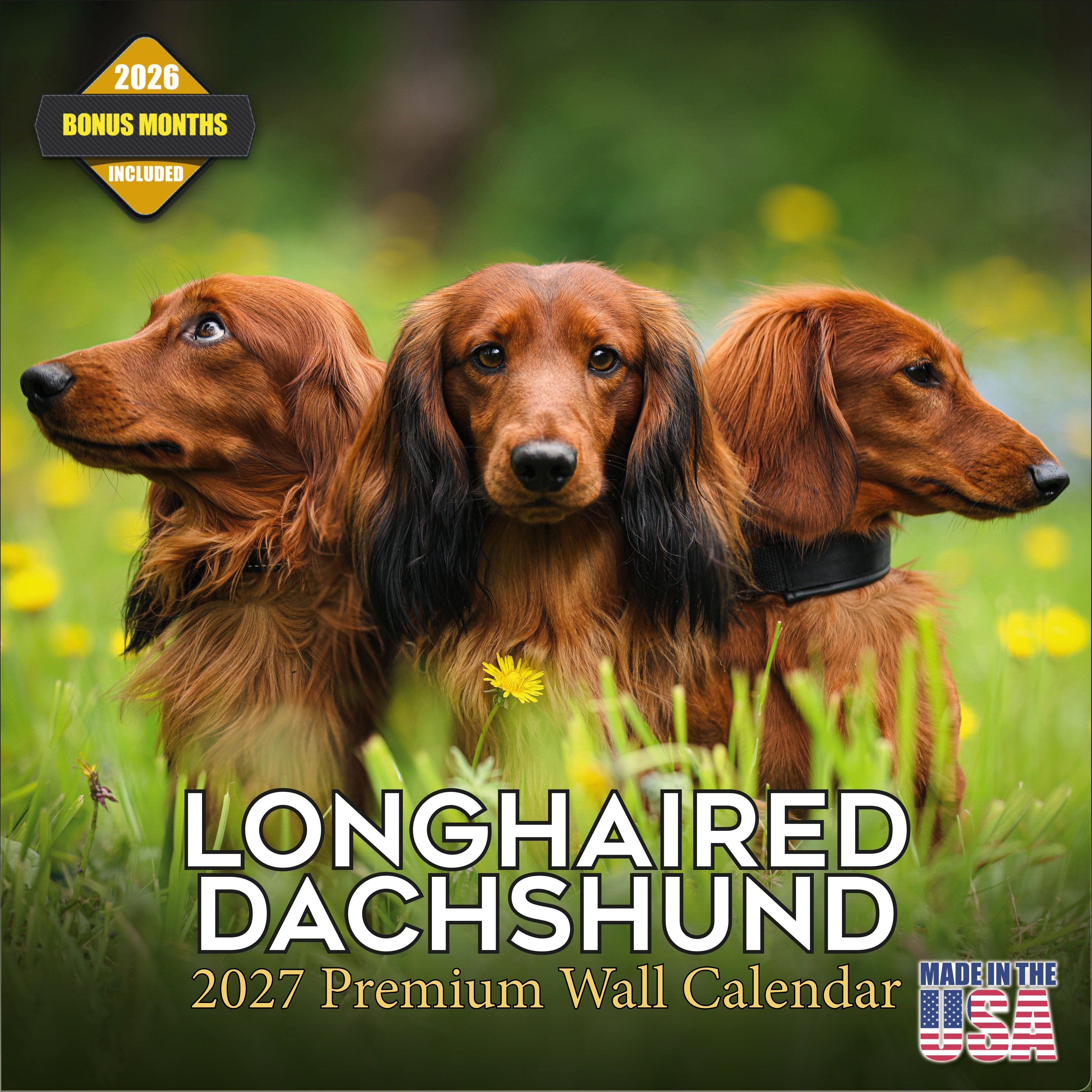 Longhaired Dachshund Wall Calendar 2027 - 12