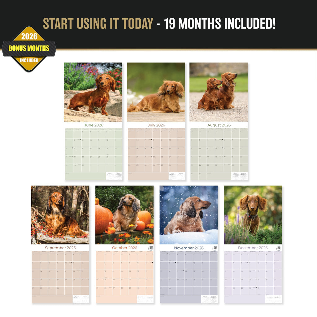 Longhaired Dachshund Wall Calendar 2027 - 12" x 12" Monthly Silky Low-Slung Hound & Elegant Badger Dog Calendar