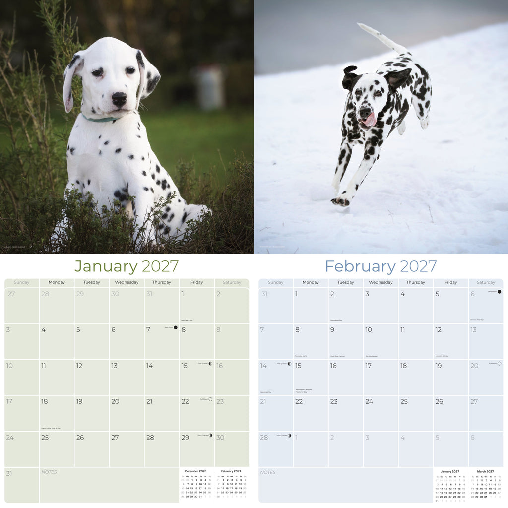 Dalmatian Wall Calendar 2027 - 12" x 12" Monthly Sleek Spotted Coach & Firehouse Dog Breed Calendar