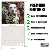 Dalmatian Wall Calendar 2027 - 12" x 12" Monthly Sleek Spotted Coach & Firehouse Dog Breed Calendar