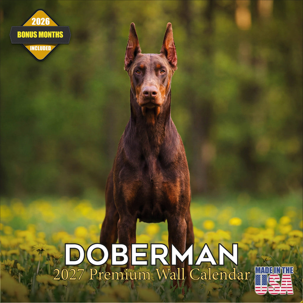 Doberman (US) Wall Calendar 2027 - 12" x 12" Monthly Sleek Guard Dog & Athletic Pinscher Breed Calendar