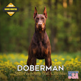 Doberman (US) Wall Calendar 2027 - 12" x 12" Monthly Sleek Guard Dog & Athletic Pinscher Breed Calendar