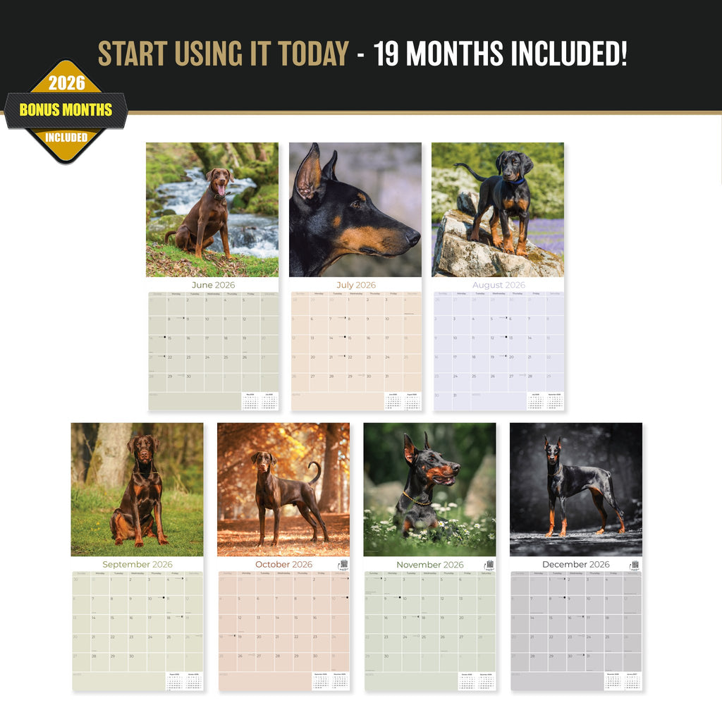 Doberman (US) Wall Calendar 2027 - 12" x 12" Monthly Sleek Guard Dog & Athletic Pinscher Breed Calendar