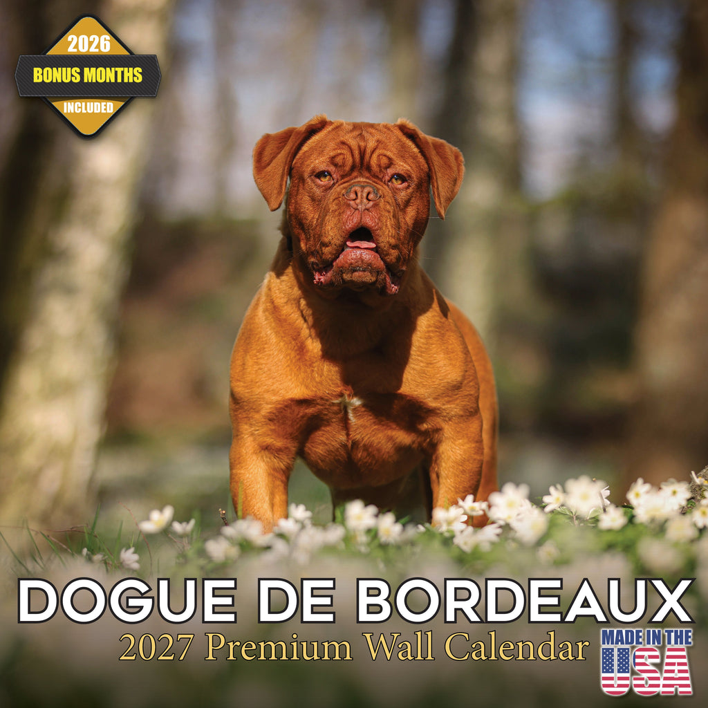 Dogue de Bordeaux Wall Calendar 2027 - 12" x 12" Monthly Powerful French Mastiff & Wrinkled Bordeaux Dog Calendar