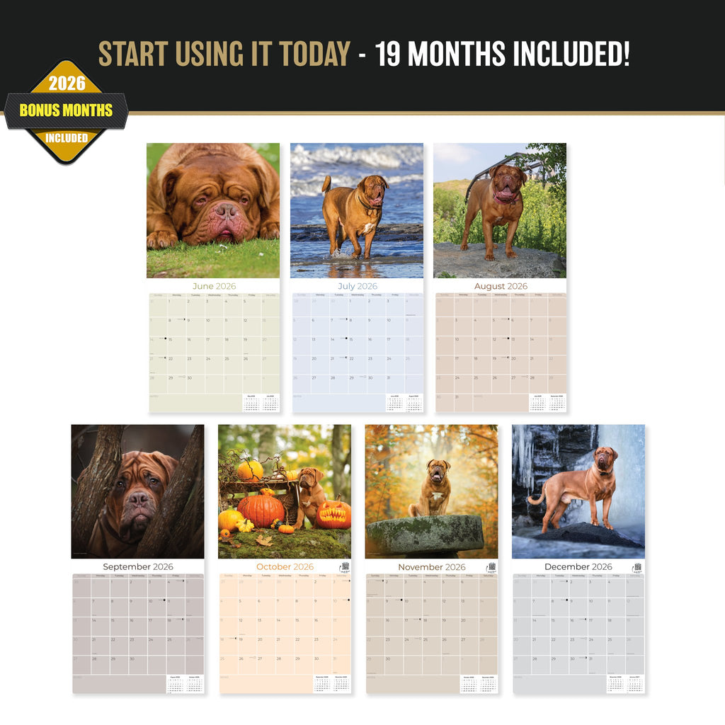Dogue de Bordeaux Wall Calendar 2027 - 12" x 12" Monthly Powerful French Mastiff & Wrinkled Bordeaux Dog Calendar