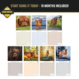 Dogue de Bordeaux Wall Calendar 2027 - 12" x 12" Monthly Powerful French Mastiff & Wrinkled Bordeaux Dog Calendar