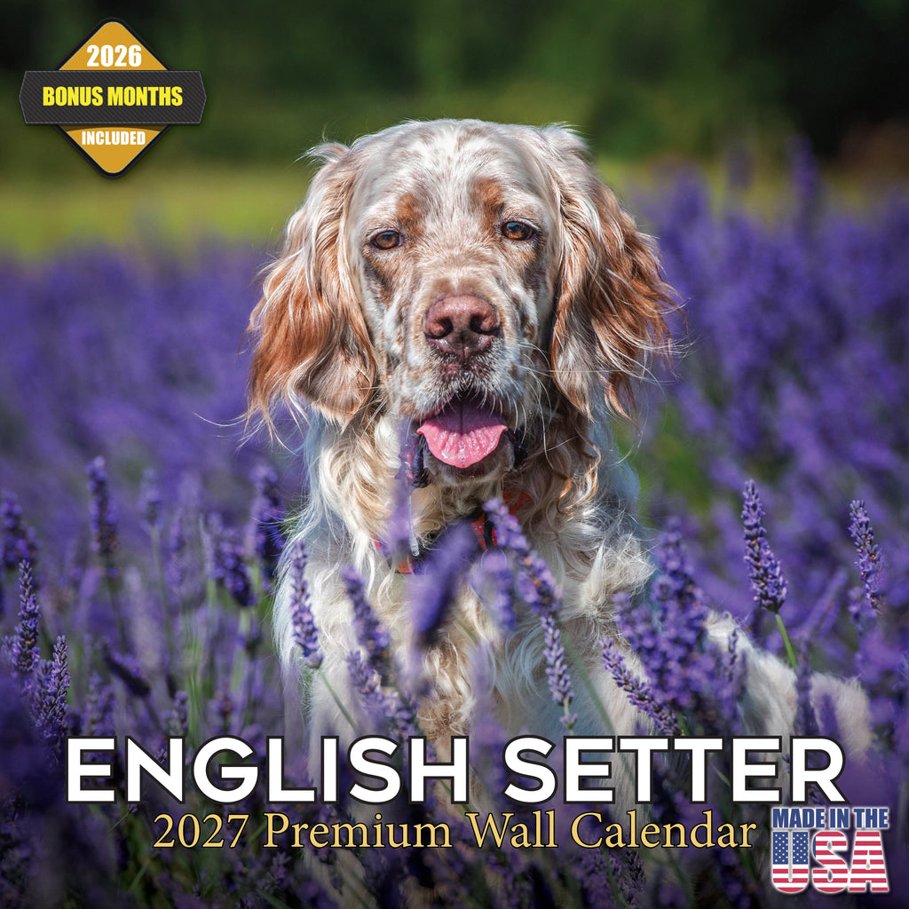 English Setter Wall Calendar 2027 - 12" x 12" Monthly Elegant Feathered Belton & English Setter Gundog Calendar