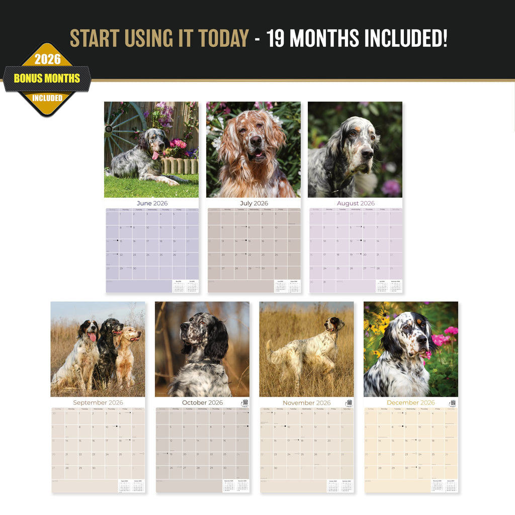 English Setter Wall Calendar 2027 - 12" x 12" Monthly Elegant Feathered Belton & English Setter Gundog Calendar