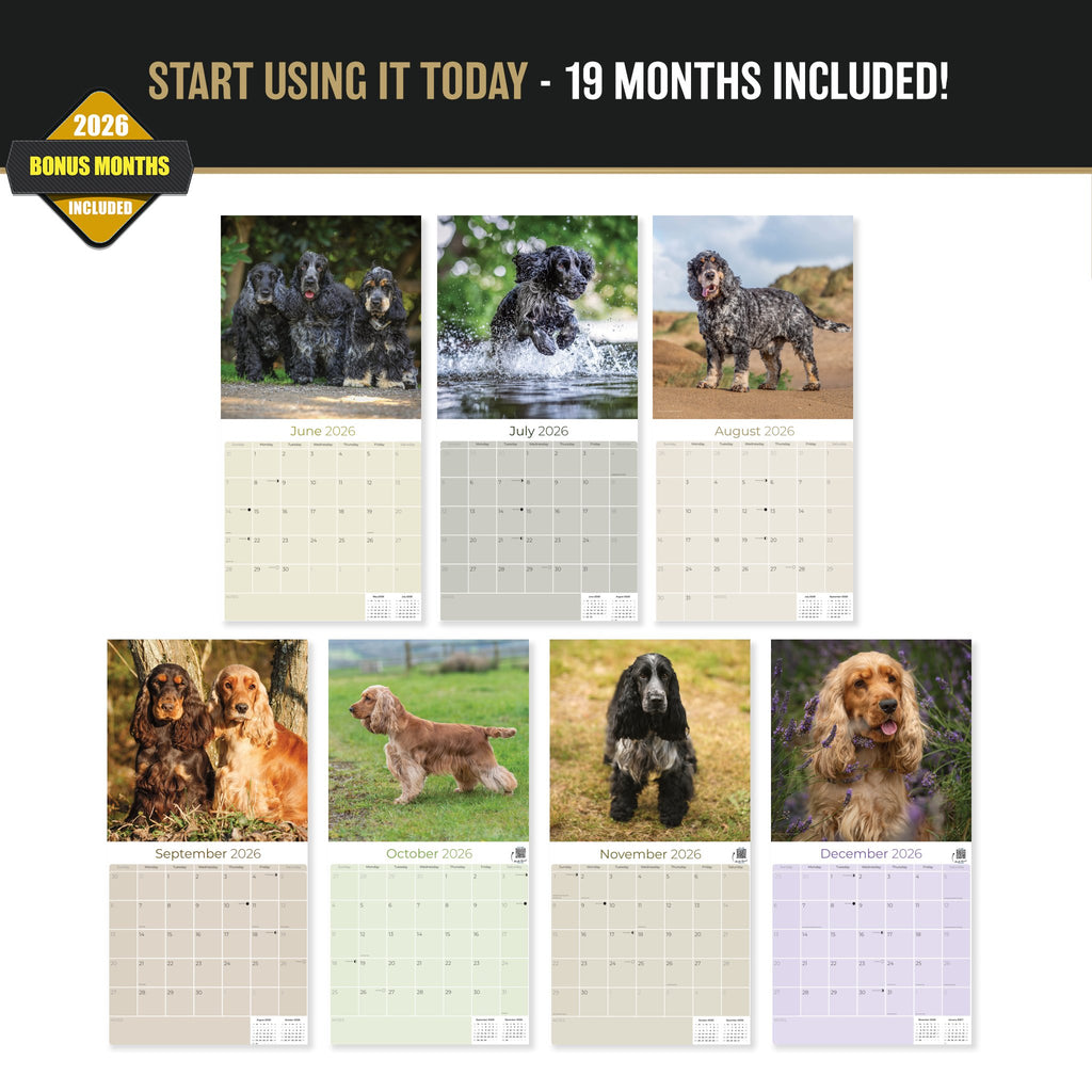 English Cocker Spaniel Wall Calendar 2027 - 12" x 12" Monthly Elegant English Cocker & Long-Eared Gundog Calendar