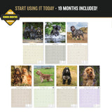 English Cocker Spaniel Wall Calendar 2027 - 12" x 12" Monthly Elegant English Cocker & Long-Eared Gundog Calendar