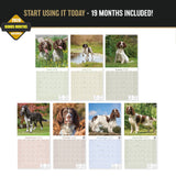 English Springer Spaniel (Euro) Wall Calendar 2027 - 12" x 12" Monthly Athletic European Springer Spaniel Field Dog Calendar