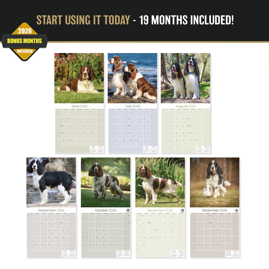 English Springer Spaniel (US) Wall Calendar 2027 - 12" x 12" Monthly Loyal American Springer Spaniel Gundog Breed Calendar