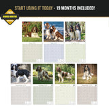 English Springer Spaniel (US) Wall Calendar 2027 - 12" x 12" Monthly Loyal American Springer Spaniel Gundog Breed Calendar